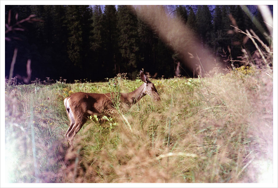 yosemite_on_film_09